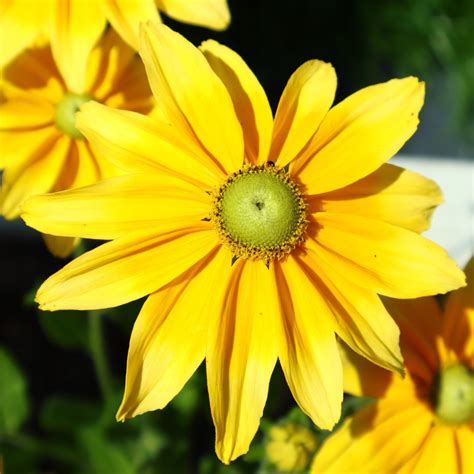 Rudbekia Sunbeckia Olivia Wieloletnia Niska