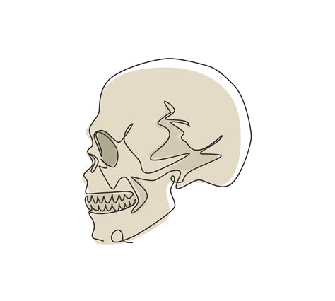 Human Skulls Side View Drawing