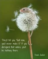 Dandelion Quotes And Sayings And Poems Quotesgram