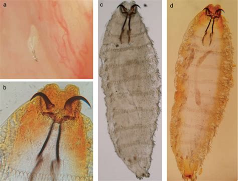 First Molecular Diagnosis Of Oestrus Ovis Linnaeus 1758 Larvae