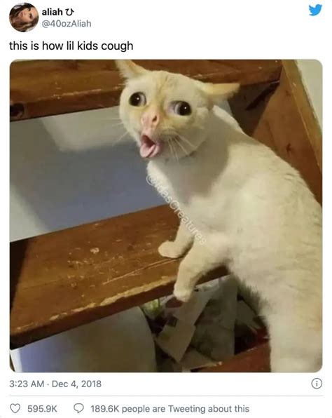 Best Cat Memes 2022