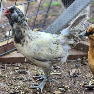 Easter Egger Pullet Or Cockerel BackYard Chickens Learn How To