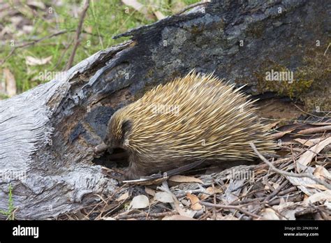 Short Beaked Echidna Tachyglossus Aculeatus Adult Foraging Beside