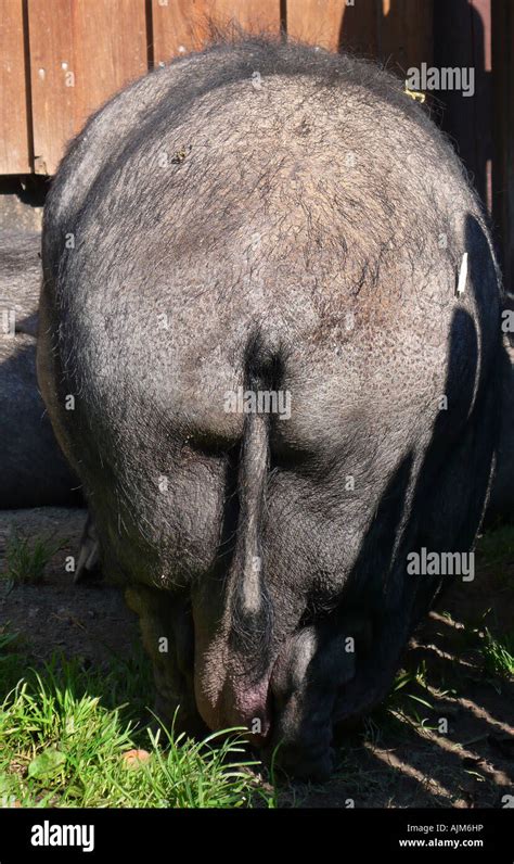 Vietnamese Pot Bellied Pig Sus Scrofa F Domestica Back View Stock