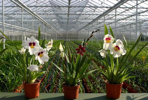 Plant Nursery-orchids stock photo. Image of building, agricultural - 19222