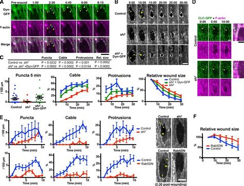 Endocytosis Is Required For Wound Edge Actin Remodeling And Wound