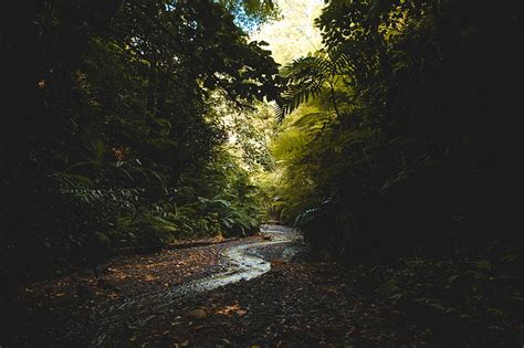 Pohon Daun Hijau Alam Lanskap Hutan Sungai Jalan Setapak Aliran