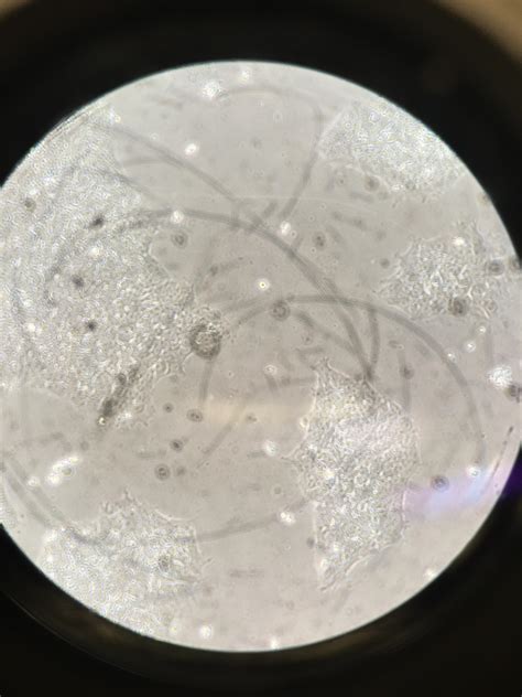 Best U Pinknpoppin Images On Pholder Labrats Micro Porn And Funkopop