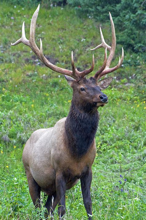 Top Fascinating Facts About Elk You Probably Didn T Know 40 Off