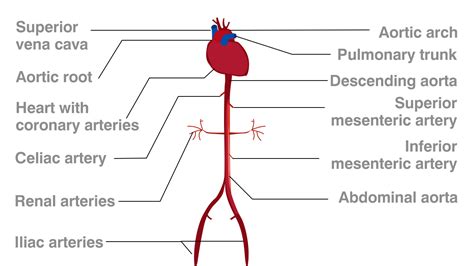 Functions of the Celiac Artery Explained With a Labeled Diagram - Bodytomy