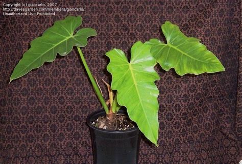 Plantfiles Pictures Philodendron Species Philodendron Lacerum By