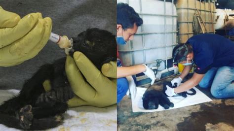 Monos Mueren Y Caen De Los Rboles Por Intensa Ola De Calor