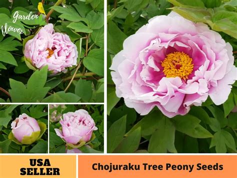 10 Rare Seeds Chojuraku Tree Peony Seeds Perennial Etsy