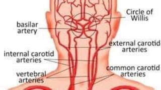 Arteries of neck | PPT