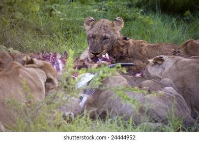 Lion Family Eating Their Prey Stock Photo 24444952 | Shutterstock