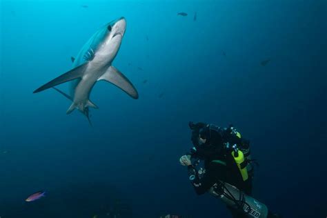 Monad Shoal Gato Island Malapascua The First Shark And Ray Sanctuary