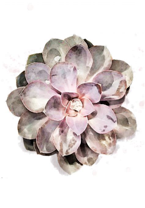 Succulent Pictufy Studio Ii