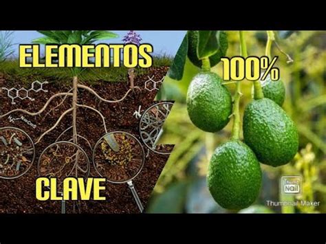 Descubre el Elemento Clave que te Hará Triunfar en el Cultivo de