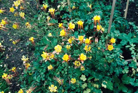 Aquilegia formosa Western Columbine | Garden Center Marketing