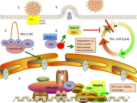 The Role Of Vpr In Hiv Infection And Host Permissiveness Hiv