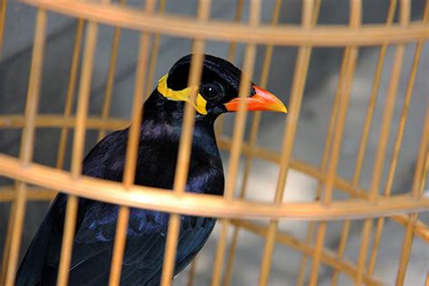 Myna Bird Cage Stock Photos Pictures And Royalty Free Images Istock