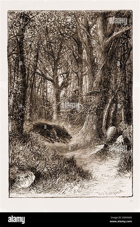 IN THE ARDENNES, 1881: WILD BOARS "IN ARDEN Stock Photo - Alamy