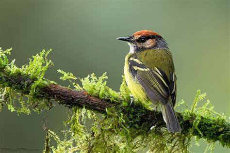 Rufous Crowned Tody Flycatcher Colombia Roylan Barrantes Flickr