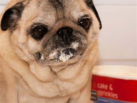 Ice Cream Pug Pugs Cute Pugs Old Pug