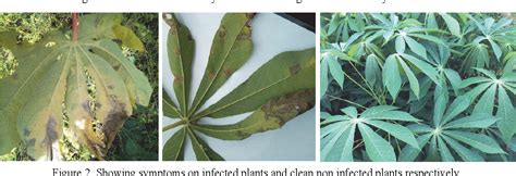 Prevalence And Distribution Of Cassava Bacterial Blight In The Kenyan Coast Semantic Scholar