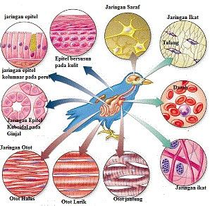 Pengertian Jaringan Hewan - satwa.foresteract.com