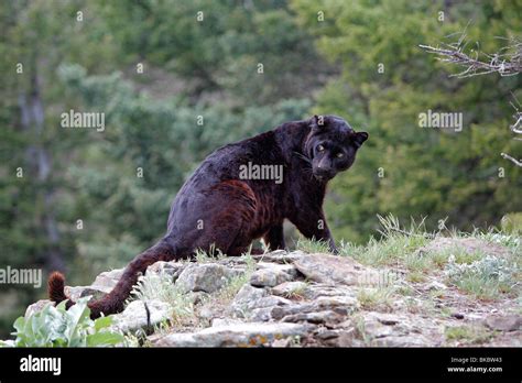 La Pantera Negra Panthera Pardus Fase De Color Negro De Leopardo