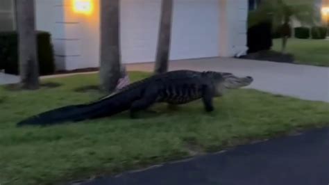 Giant Gator Strolls Through Florida Neighborhood Youtube