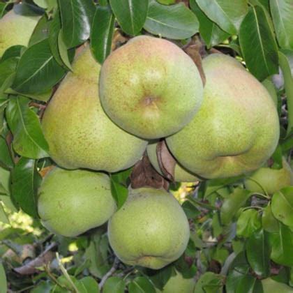 Pear Tree - Doyenne du comice