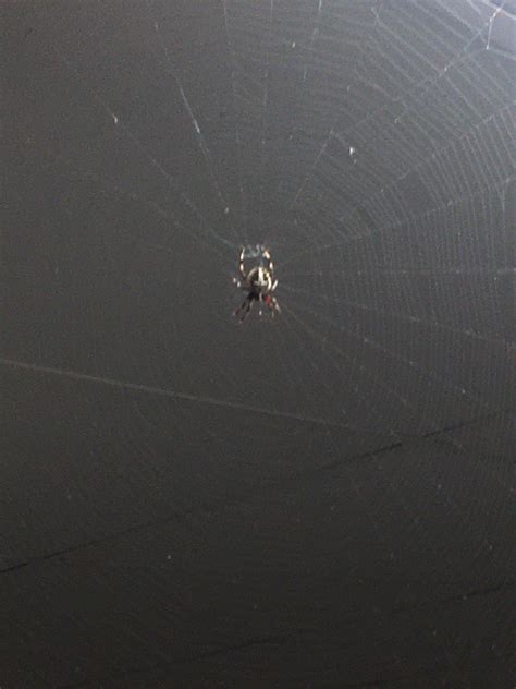 Nashville Spider! : r/whatsthisbug