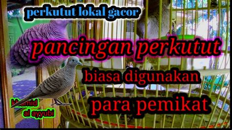 Suara Perkutut Lokal Gacor Suara Besar Pancingan Perkutut Malas Bunyi