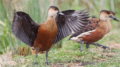 Panduan Lengkap Cara Ternak Budidaya Burung Belibis Bagi Pemula Agar Sukses