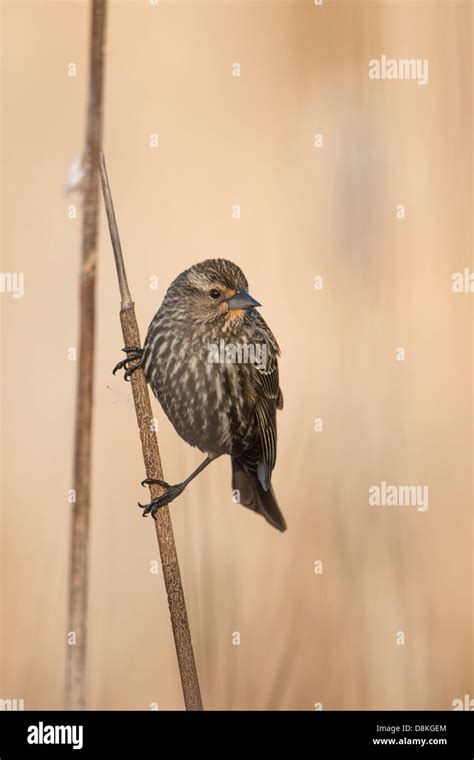 A Female Red Winged Blackbird Agelaius Phoeniceus Hangs On To A