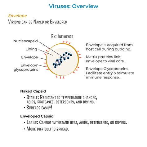 Immunology Microbiology Glossary Viruses Overview Ditki Medical