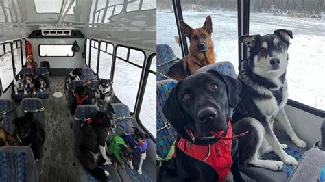 Heartwarming Video Doggy ‘daycare Bus In Alaska Goes Viral On Tiktok