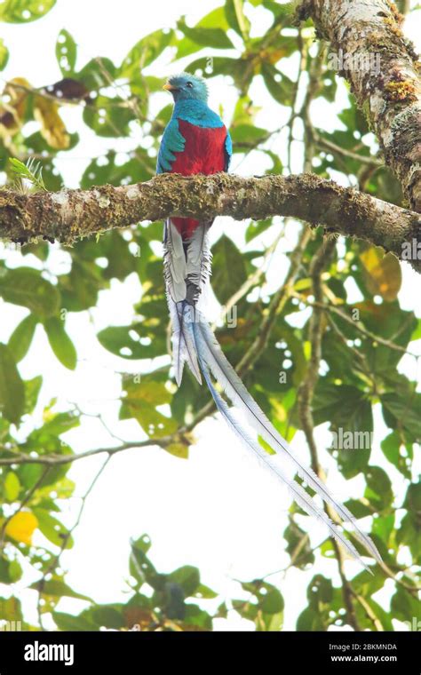 Male Resplendent Quetzal Pharomachrus Mocinno In Cloud Forest La