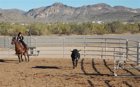 Lost Dutchman Days Rodeo Feb Daily Independent