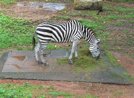 State Museum and Zoo Thrissur, Kerala