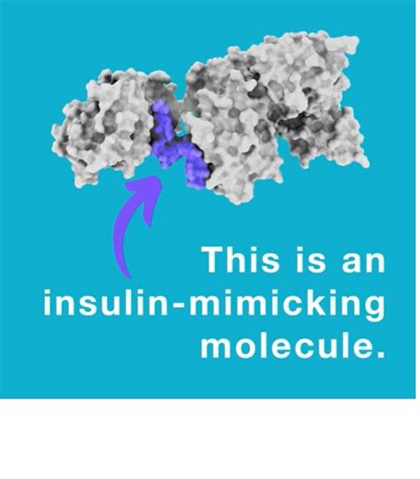 Mol Cula Que Imita El Papel De La Insulina Abre Las Puertas Hacia Una
