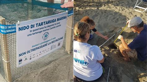 Cè un nido di tartaruga sulle spiagge della Versilia scoperto tra