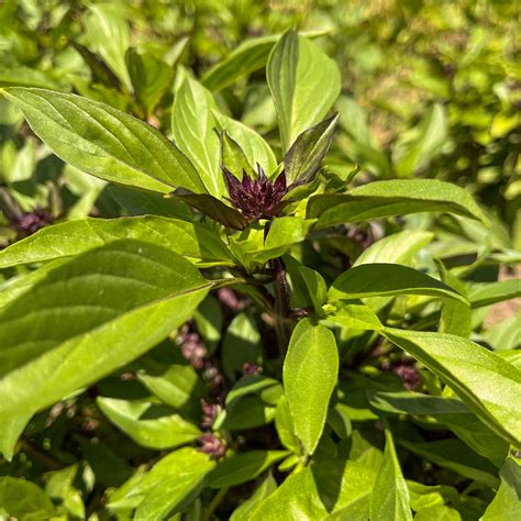 Organic Thai Sweet Basil Grocery Delivery Bangkok Happy Grocers