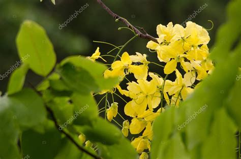 La F Stula De Cassia Es El Rbol Nacional De Tailandia Y Su Flor Es La