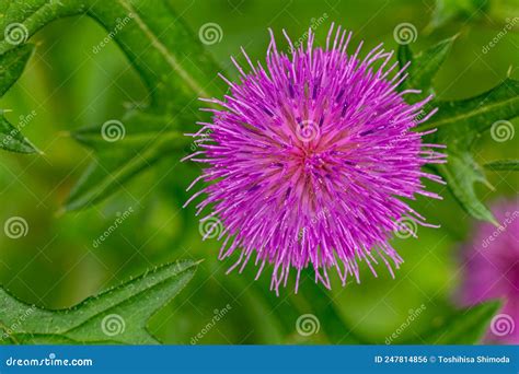 Close Up Of Cirsium Japonicum Flowers Blooming On The Roadside Of The