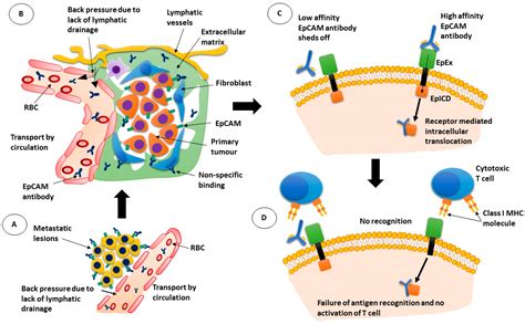 Cancers Free Full Text EpCAM Immunotherapy Versus Specific Targeted