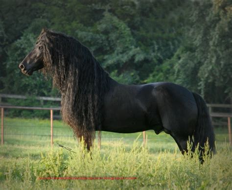 Beautiful Wallpapers: friesian horse pictures