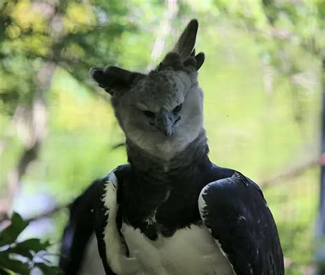 The Harpy Eagle Is A Giant Bird - So Large, That People Often Think It ...